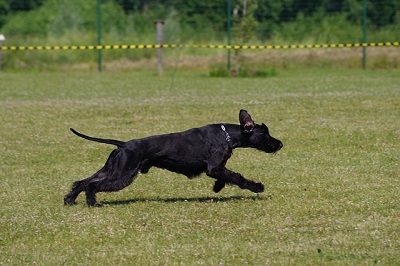 犬図鑑　ジャイアントシュナウザー