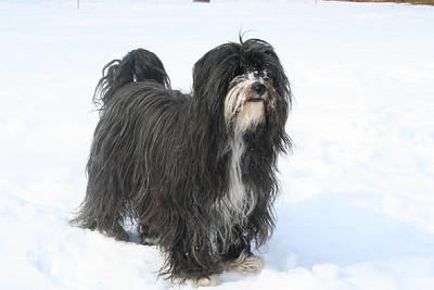 犬図鑑　チベタンテリア