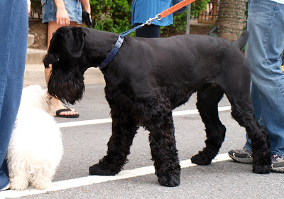 犬図鑑　ジャイアントシュナウザー