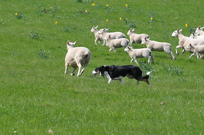 犬図鑑　ボーダーコリー　牧羊犬　ハーディング