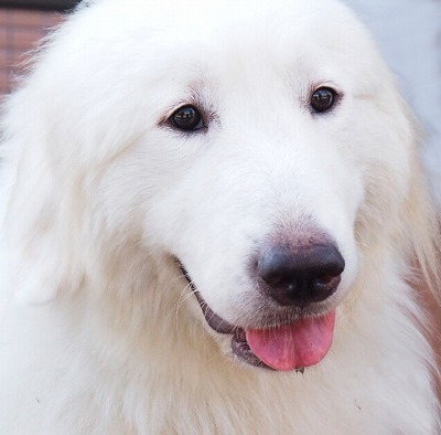 グレート・ピレニーズ - inu・zukan 犬図鑑