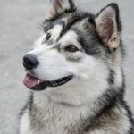 犬種図鑑　アラスカンマラミュート