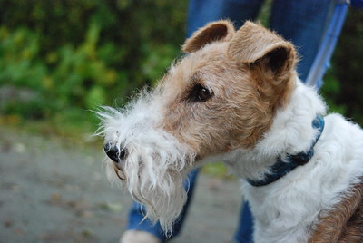 ワイヤー・フォックス・テリア - inu・zukan 犬図鑑