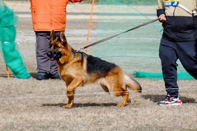 犬図鑑　ジャーマンシェパード　警察犬　軍用犬