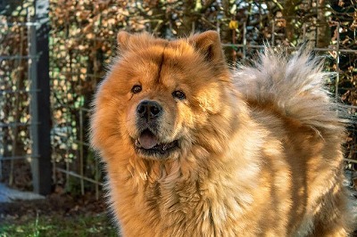 チャウ・チャウ - inu・zukan 犬図鑑, 画像サイズ:400x266