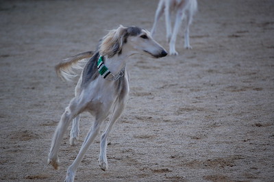 犬図鑑　サルーキ