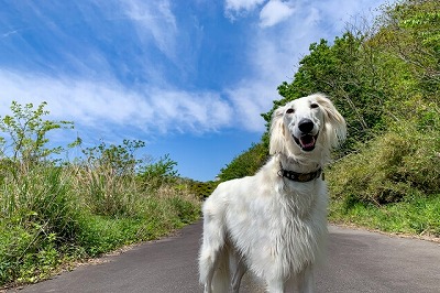 犬図鑑　サルーキ