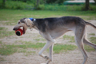 犬図鑑　サルーキ