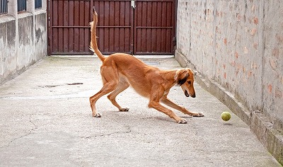 犬図鑑　サルーキ