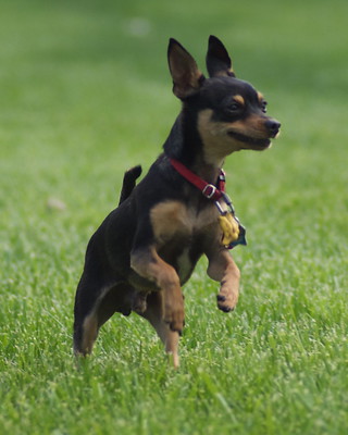 犬種図鑑　トイ・マンチェスター・テリア　子犬