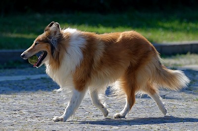 犬種図鑑　ラフ・コリー　名犬ラッシーのモデル