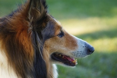 犬種図鑑　ラフ・コリー　名犬ラッシーのモデル