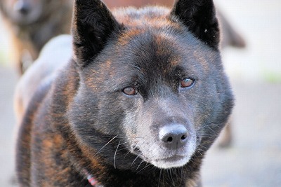 お値引き交渉可能 流れ星銀牙 甲斐の魔犬 赤虎 中虎 黒虎 マスコット セット maxresdefault.jpg