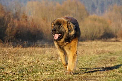 犬図鑑　レオンベルガー