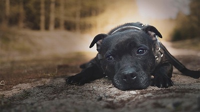 犬図鑑　スタッフォードシャーブルテリア
