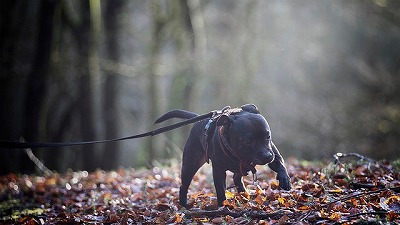 犬図鑑　スタッフォードシャーブルテリア