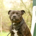 犬図鑑　スタッフォードシャーブルテリア