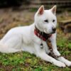 犬図鑑　紀州犬