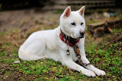 犬図鑑　紀州犬