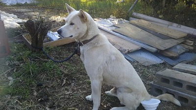犬図鑑 紀州犬
