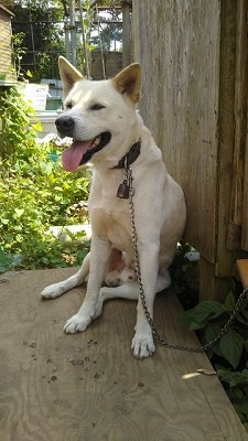 犬図鑑 紀州犬