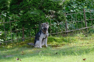 犬図鑑 紀州犬